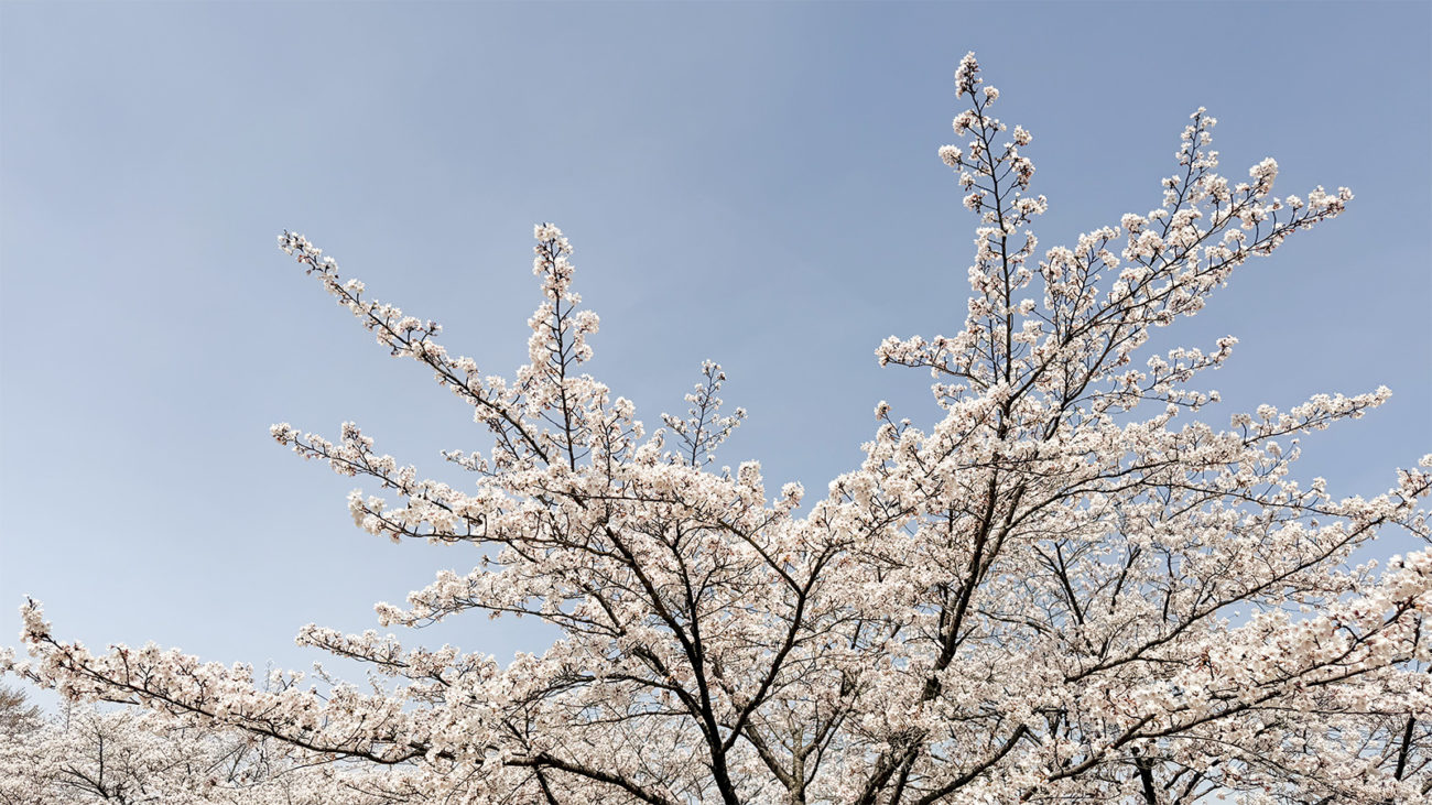 2026年の桜